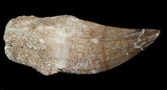 Rooted Mosasaur (Eremiasaurus) Tooth #43194